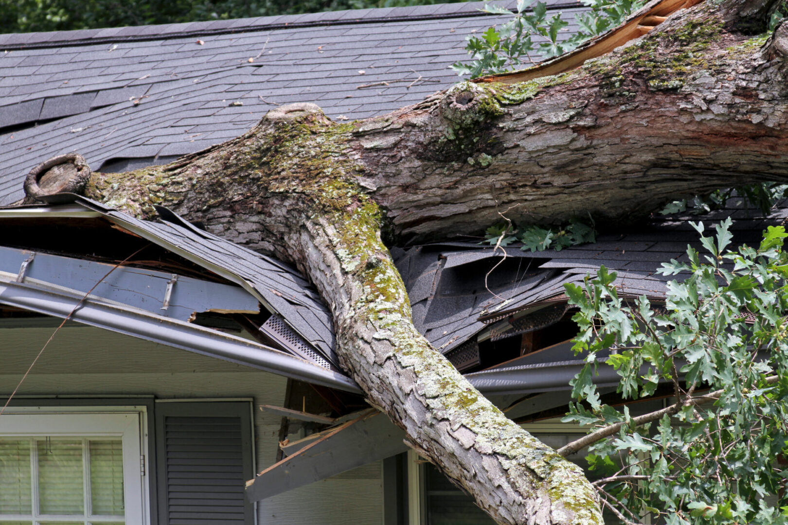 A heavy oak tree falls on a house during a storm buckling and crushing it

close up; large tree; tree; falls; heavy; roof; storm damage; storm; weather; down; house; home; oak; oak tree; damage; crush; crushed; impaled; insurance; act of God; building; arcitecture; impaled; split; brnches; tree trunk; nature; assunder; smashing; totaled; insured; collapsing; collapsed; siding; ripped apart; crushing; destoyed; trashed; destruction; totaling; insurance; home; home insurance; insurance coverage; homeowners policy; insurance policy; dangerous; unpredictable; damaged; ripped apart; damaged; destruction; tragic; heavy; structure; unforeseen; accident; Tree falls on house; tree destroys home; buckled