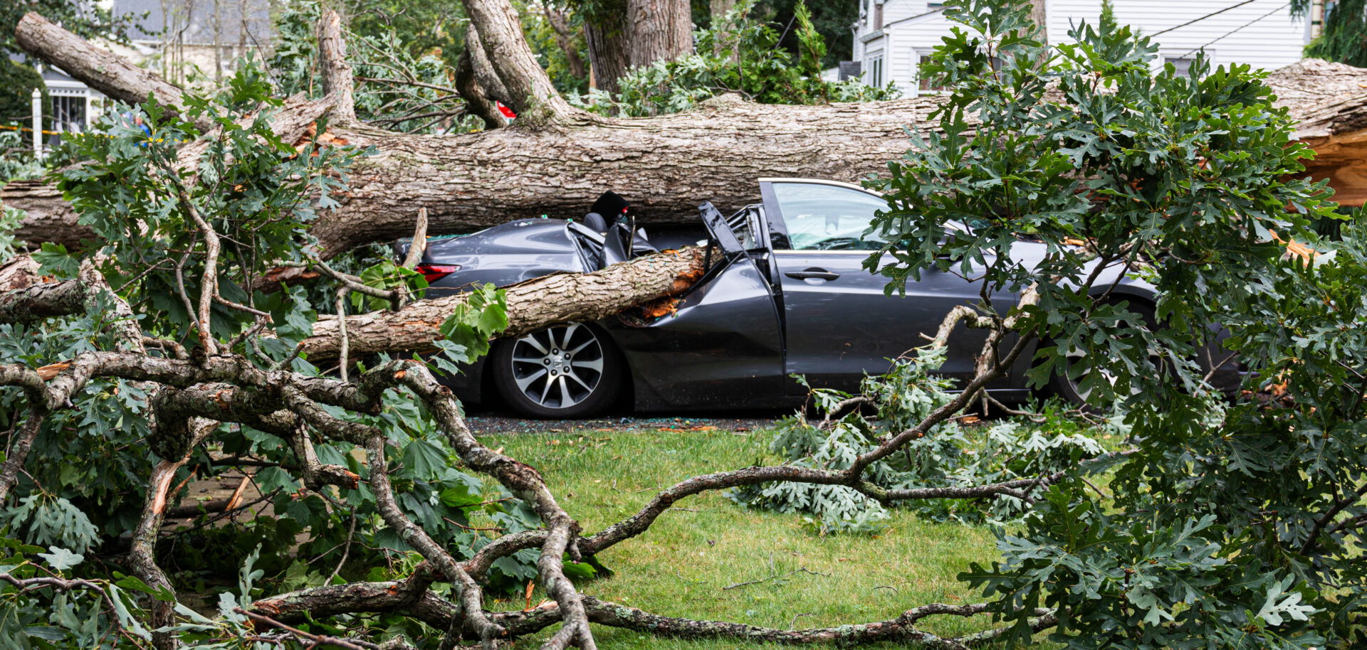 A car gets smashed when a tree falls over during a summer storm.