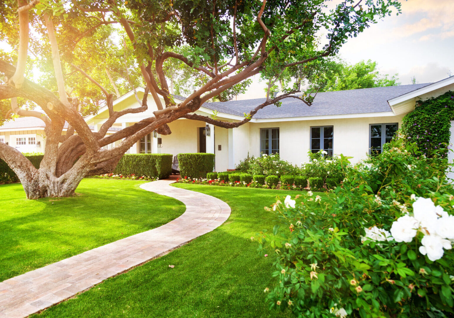 Beautiful white color single family home in Phoenix, Arizona USA with big green grass yard, large tree and roses